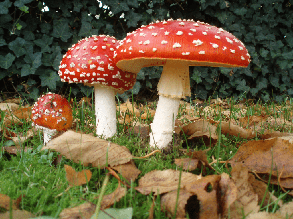 White-spotted red toadstools growing up from a lawn