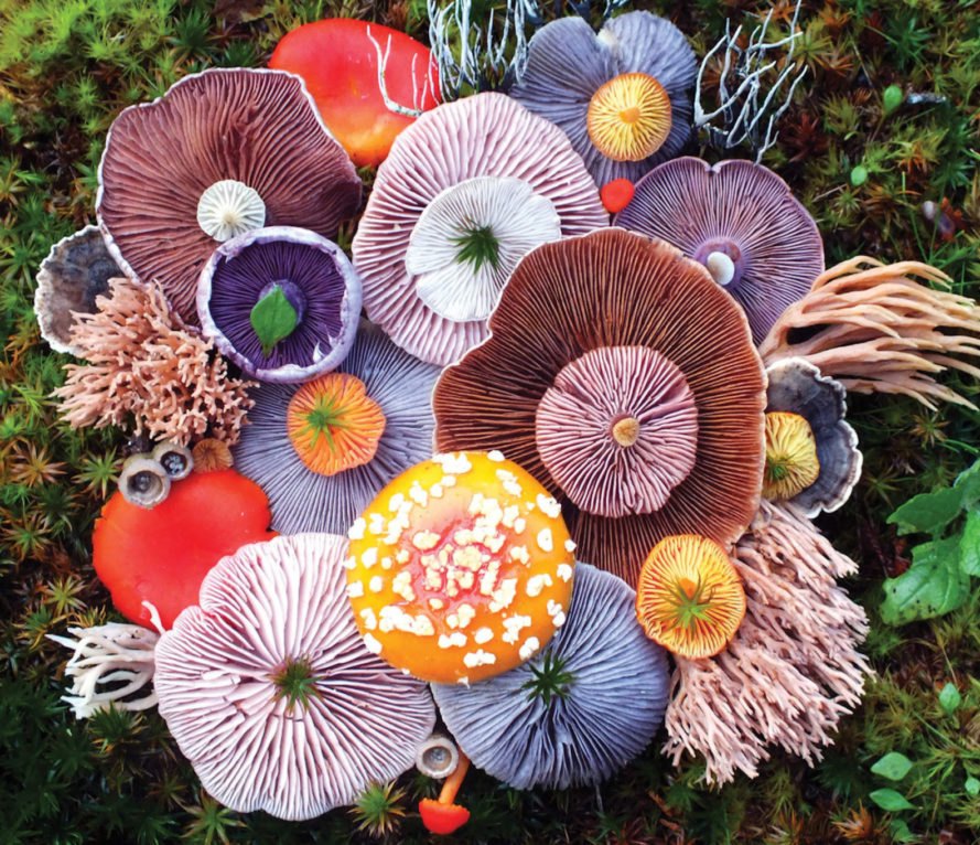 Various colorful mushrooms clustered together
